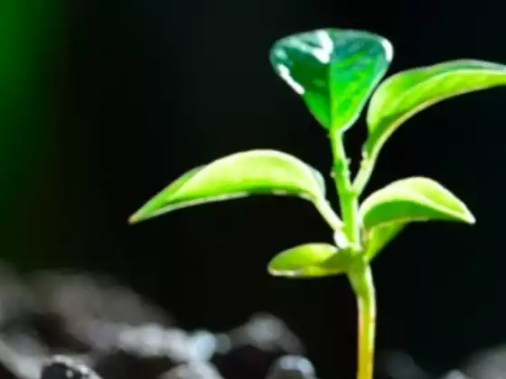 Energieheilung und Reinigung der Frühlingserneuerung